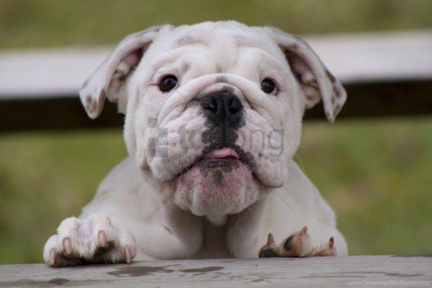 free PNG bulldog, dog, face, fat, watch wallpaper background best stock photos PNG images transparent