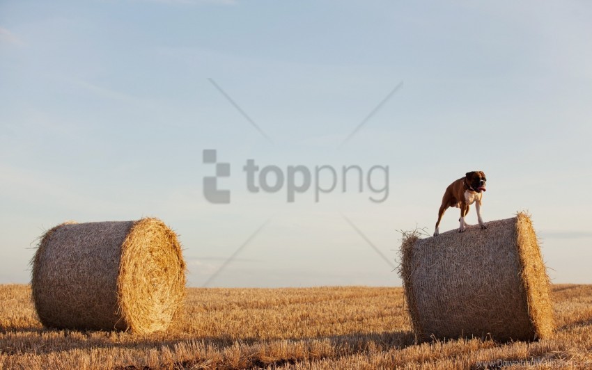 free PNG bulldog, dog, field, grass, hay, sheaves wallpaper background best stock photos PNG images transparent