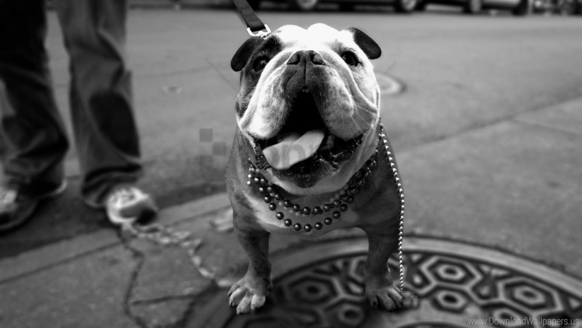 free PNG bulldog, dog, thick, walk wallpaper background best stock photos PNG images transparent