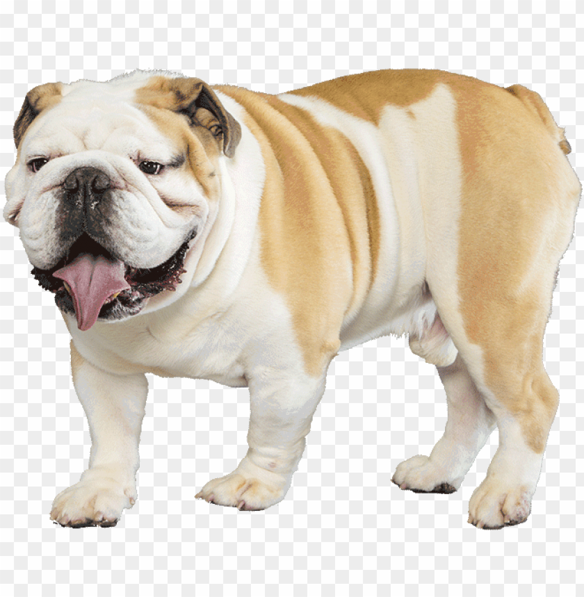 bulldog - english bulldog transparent PNG image with transparent background@toppng.com
