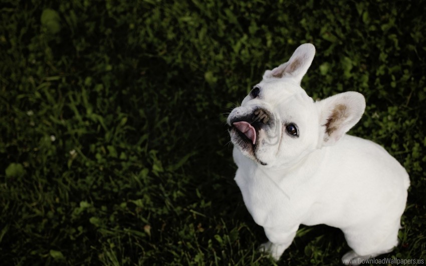 free PNG bulldog, french bulldog, grass wallpaper background best stock photos PNG images transparent