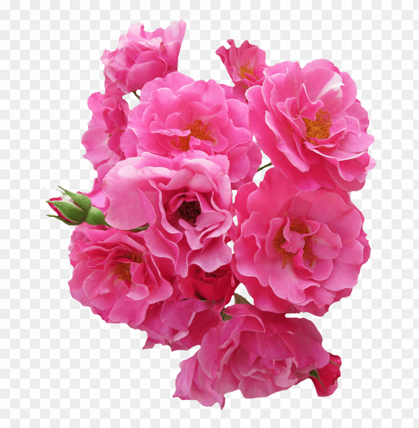 
flowers
, 
rose
, 
pink rose
, 
bunch
