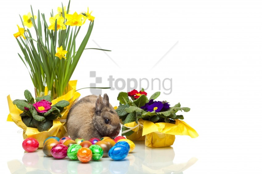 bunny, daffodils, easter, eggs, violets, white background wallpaper background best stock photos@toppng.com
