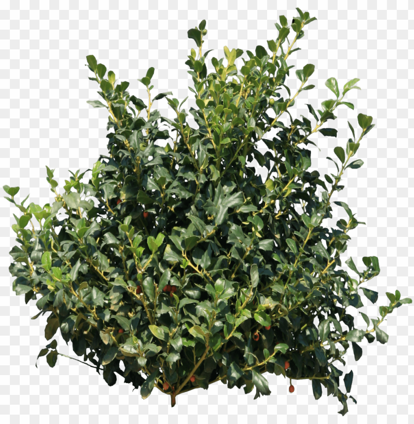 
bush
, 
plant
, 
shrub
, 
trees
