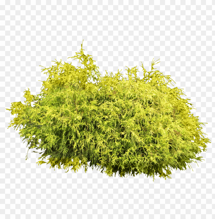 
bush
, 
plant
, 
shrub
, 
trees
