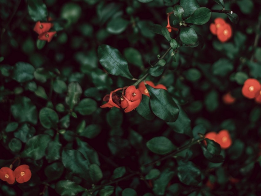 bush, flowers, red, plant, macro