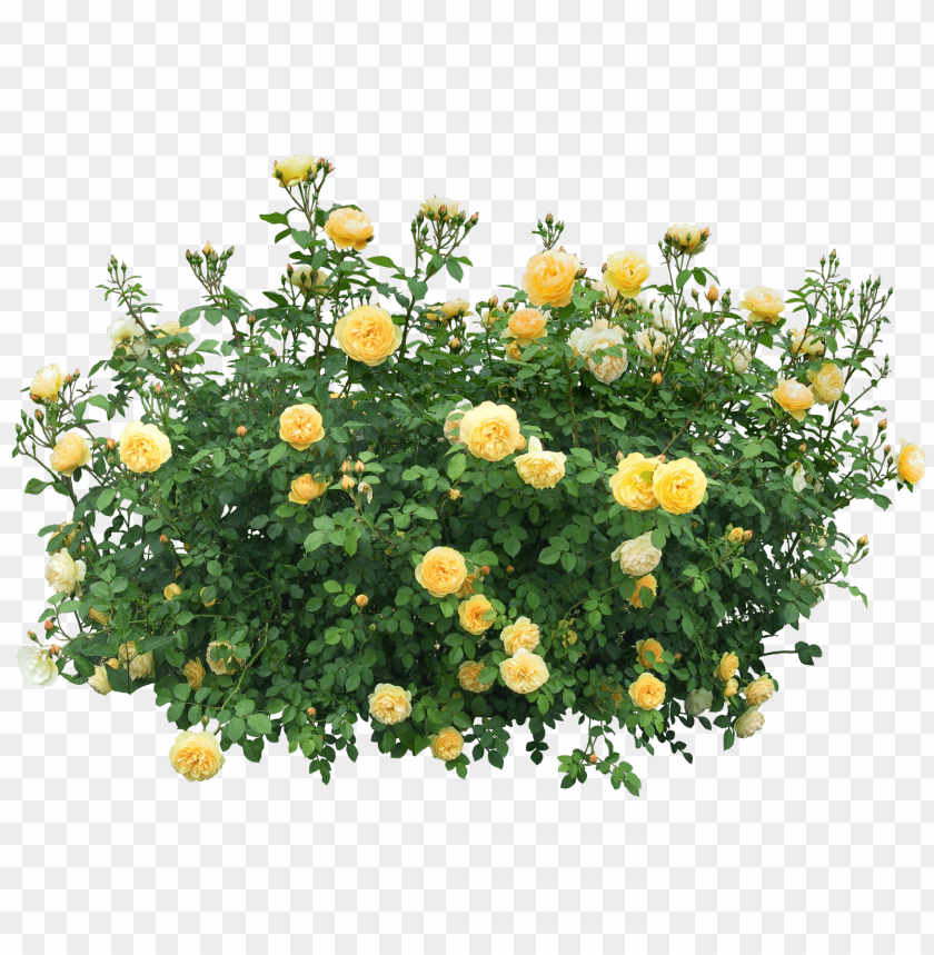 PNG image of bush with roses with a clear background - Image ID 26777