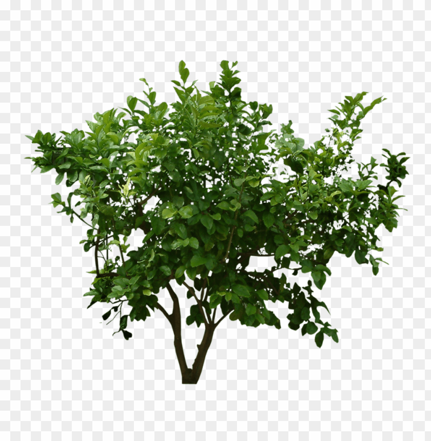 shrub, bush, sapling,شجيرة,شجرة,اشجار