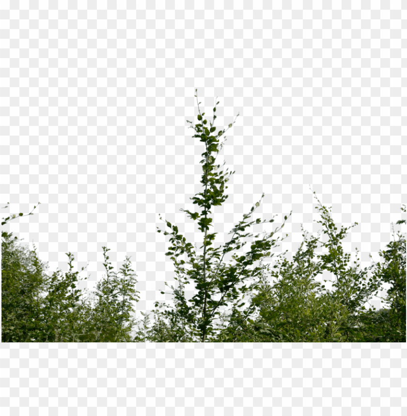 shrub, bush, sapling,شجيرة,شجرة,اشجار