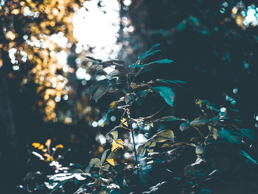 bushes, branches, forest, sunlight, blur