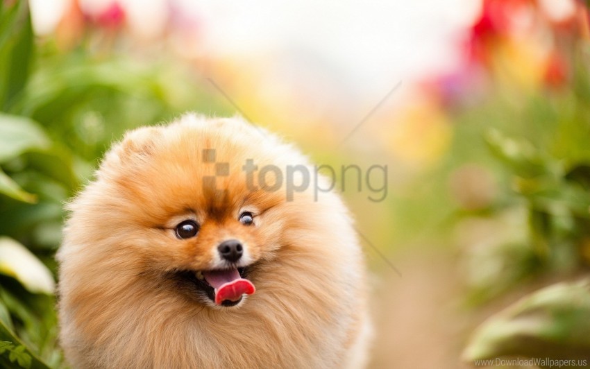 bushy dog muzzle nature walk wallpaper background best stock photos - Image ID 155958