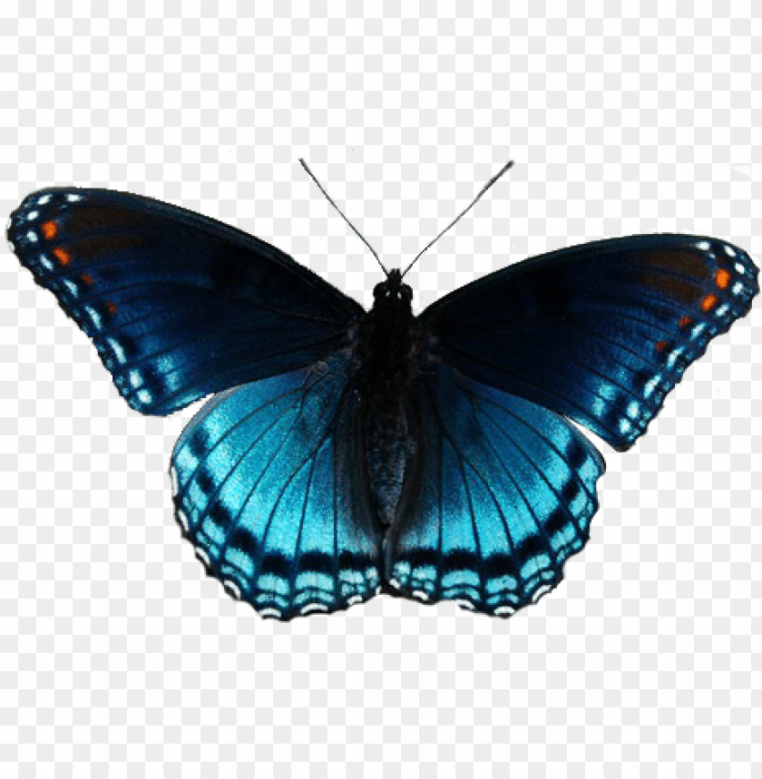free PNG butterflies clipart realistic - clip art realistic butterfly PNG image with transparent background PNG images transparent