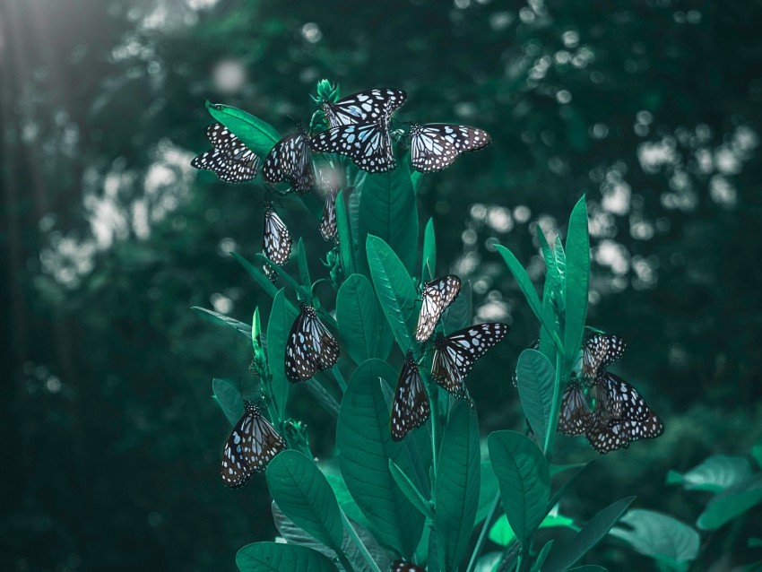 butterflies, leaves, plant, blur