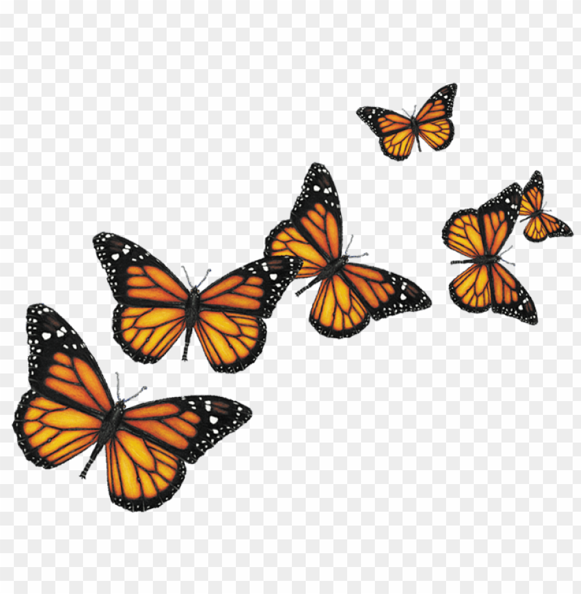 Download Download Butterfly Png Images Background Toppng