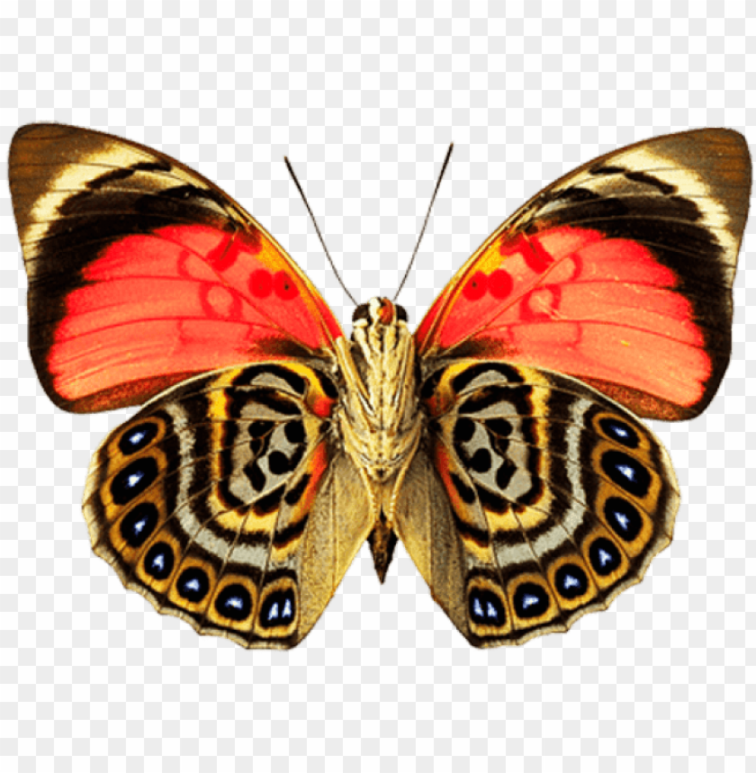 free PNG butterfly dots png - painted lady butterfly PNG image with transparent background PNG images transparent