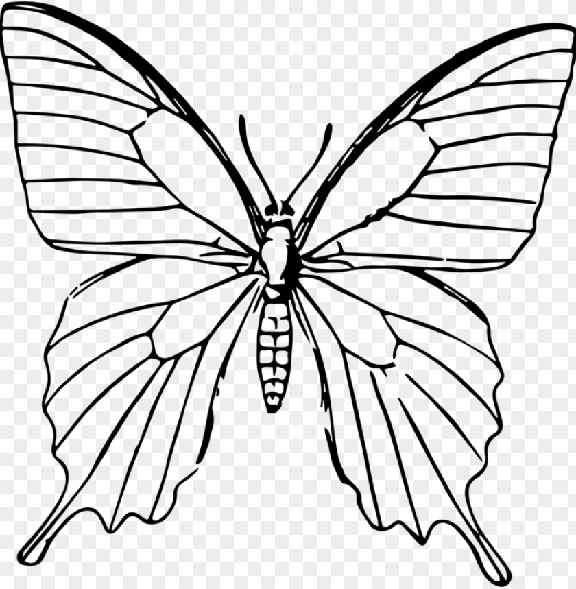 Line Drawing Illustration Black And White Butterfly Outline Sketch  Vector,children S Coloring Page,realistic Butterfly Outline Art PNG Hd  Transparent Image And Clipart Image For Free Download - Lovepik | 380530774