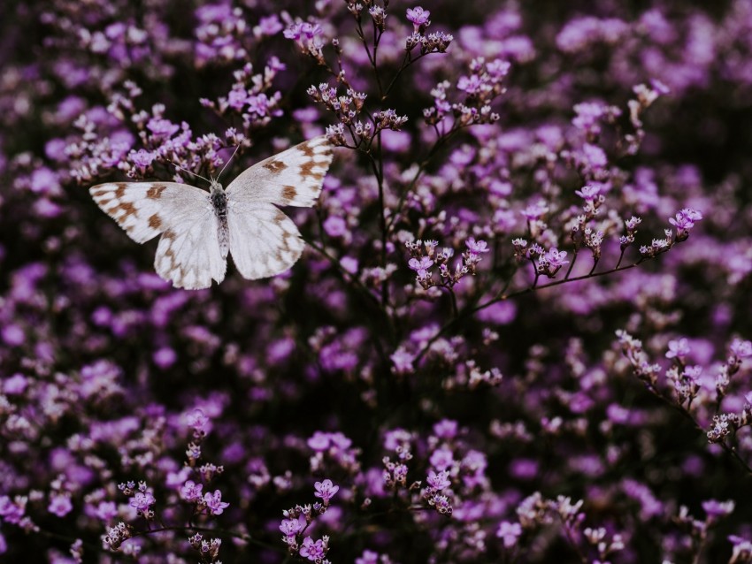 butterfly, flowers, lilac, insect, wings