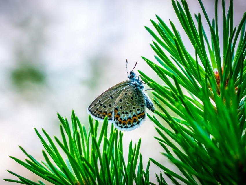 butterfly, insect, macro, spruce, branch, needles