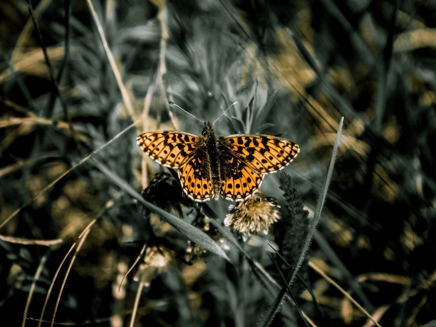 butterfly, macro, wings, patterns, grass