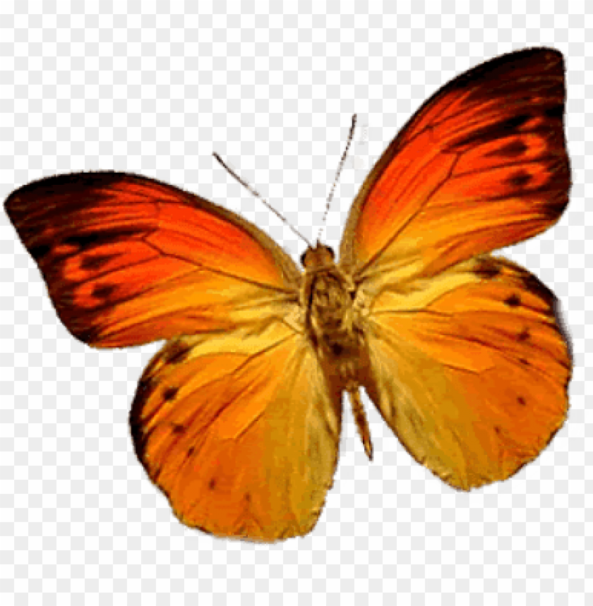 animals, insects, butterflies, butterfly orange left, 