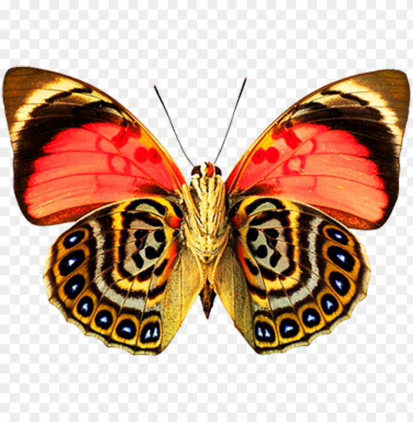 Butterfly Png Image - Butterfly With Beautiful Patter PNG Transparent With Clear Background ID 249364