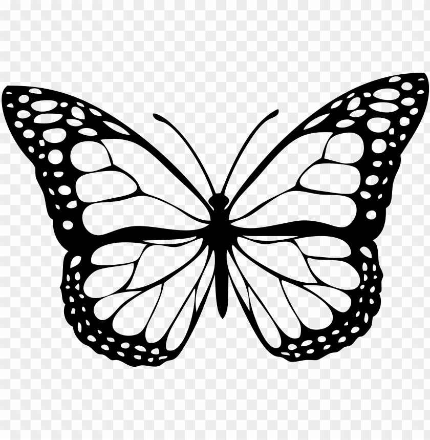 butterfly white PNG image with transparent background | TOPpng