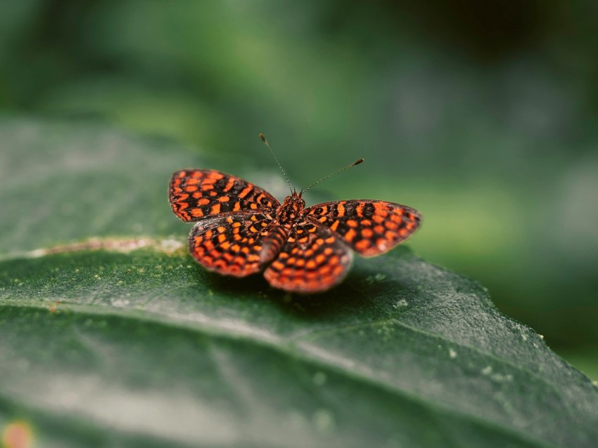 butterfly, wings, spotted, insect, closeup