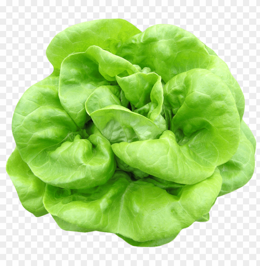 
vegetables
, 
salad
, 
leaf
, 
lettuce
, 
leaves
, 
butterhead lettuce
