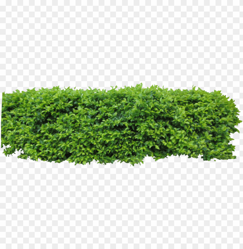 by owhl stock on clip - hedge top view PNG image with transparent background  | TOPpng