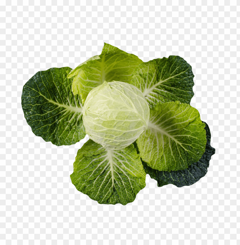 
vegetables
, 
cabbage
