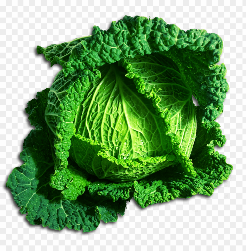 
vegetables
, 
cabbage
