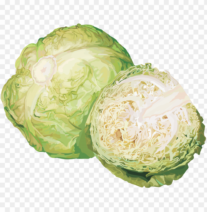 
cabbage
, 
plant
, 
vegetables
, 
green
