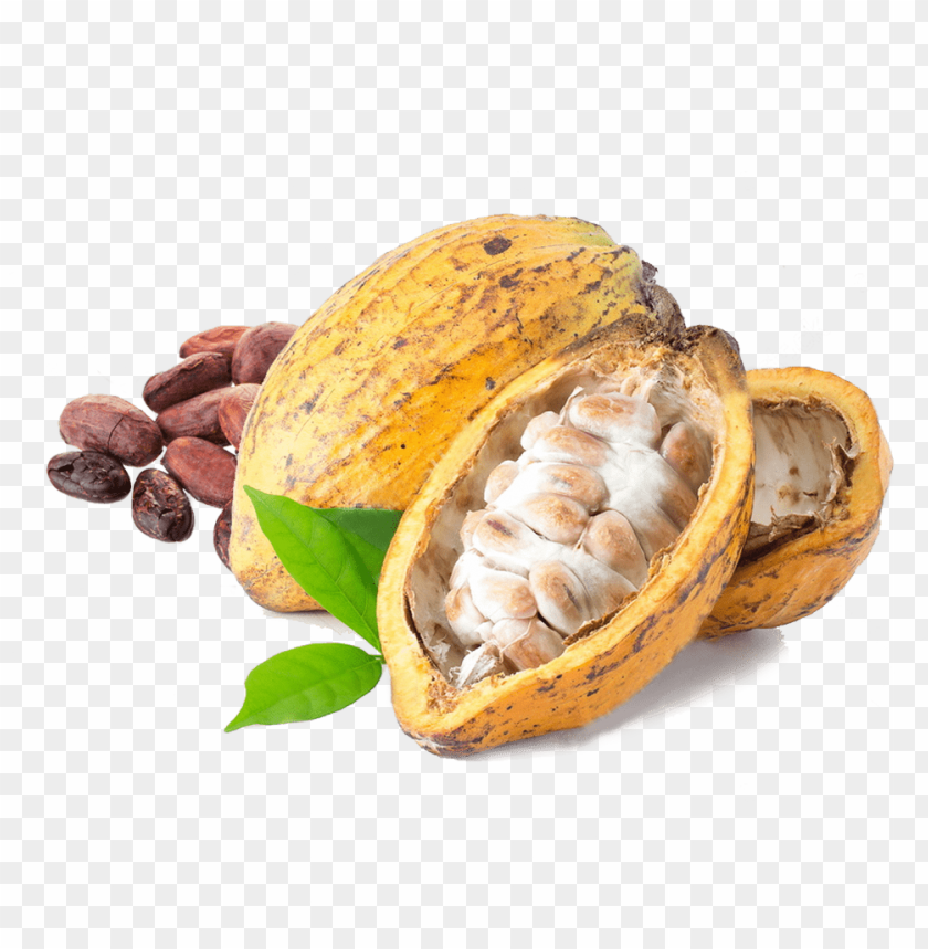 
cacao
, 
cacao bean
, 
cocoa
, 
theobroma cacao
