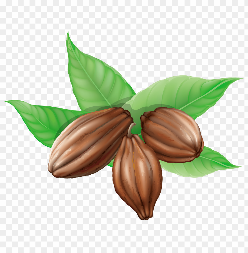 
cacao
, 
chocolate
, 
fruit
, 
nature
, 
food
