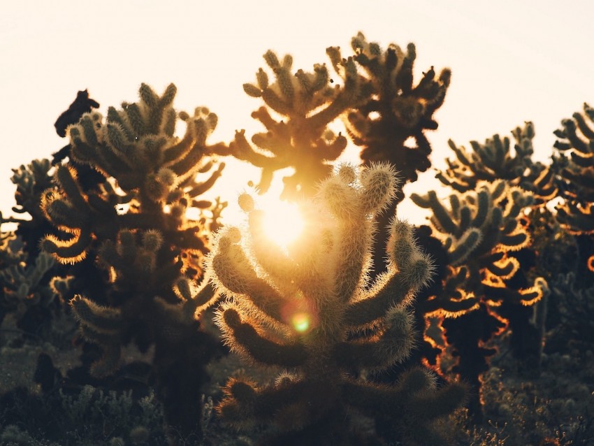 cacti, desert, sunlight, sunset