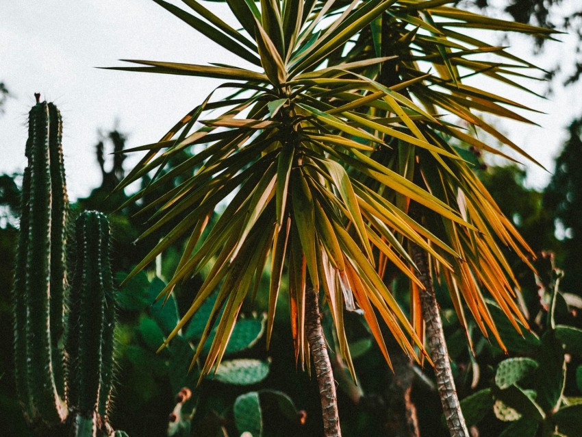 cacti, palm, plants, green, exotic
