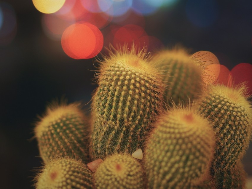cacti, succulents, prickly, indoor plant, glare, bokeh