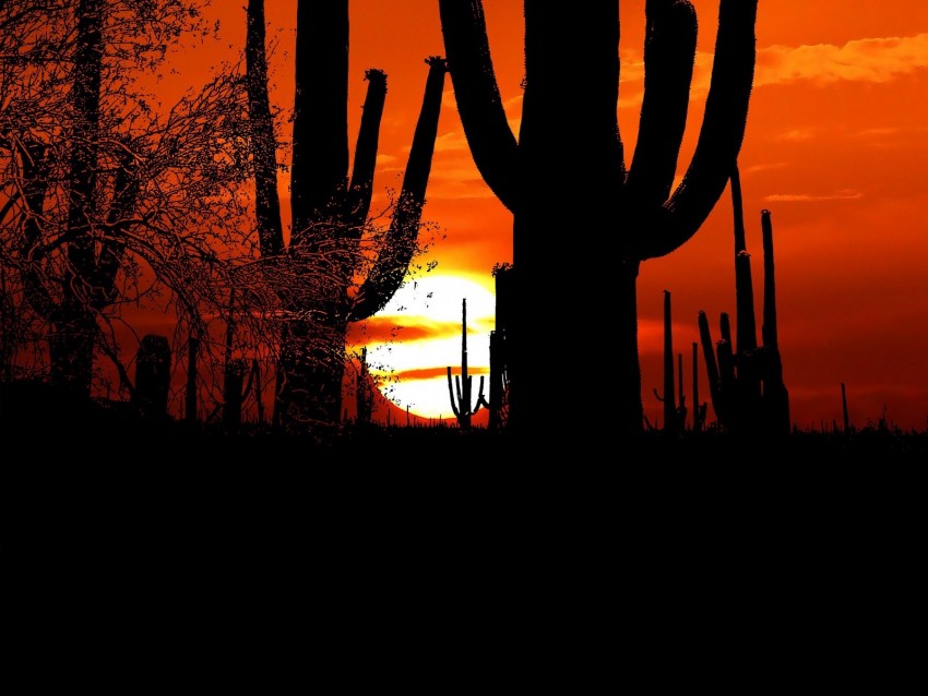 cacti, sun, sunset, twilight, dark, outlines