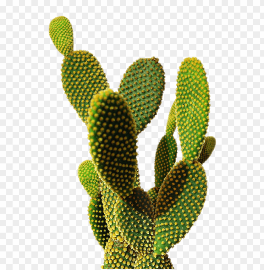 Download Cactus Clipart Png Photo Toppng