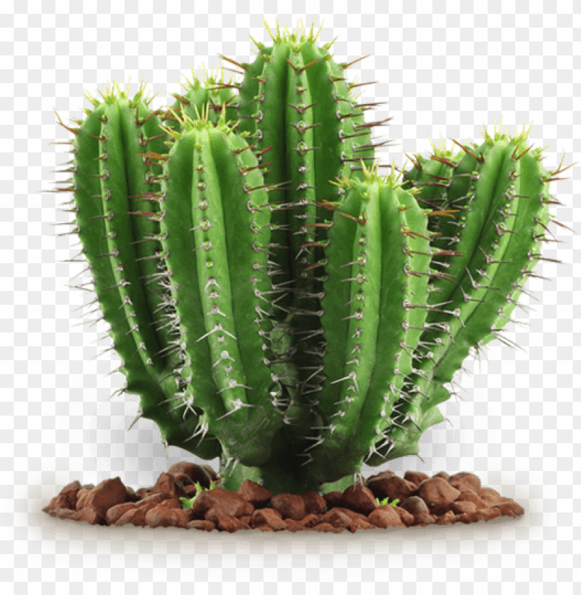 
plant
, 
cactus
, 
cacti
, 
cactaceae
