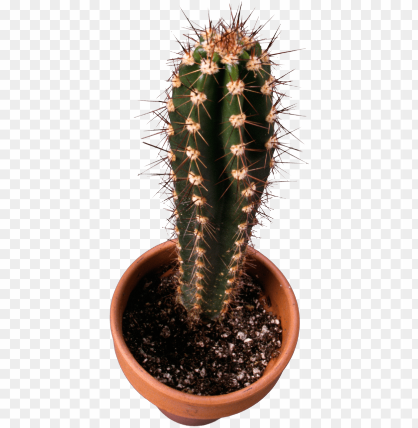
plant
, 
cactus
, 
cacti
, 
cactaceae
