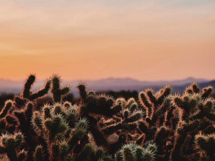 cactus, desert, wilderness, spiny, evening, joshua tree national park, california