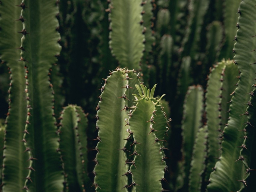cactus, plant, spiny, green, deserted