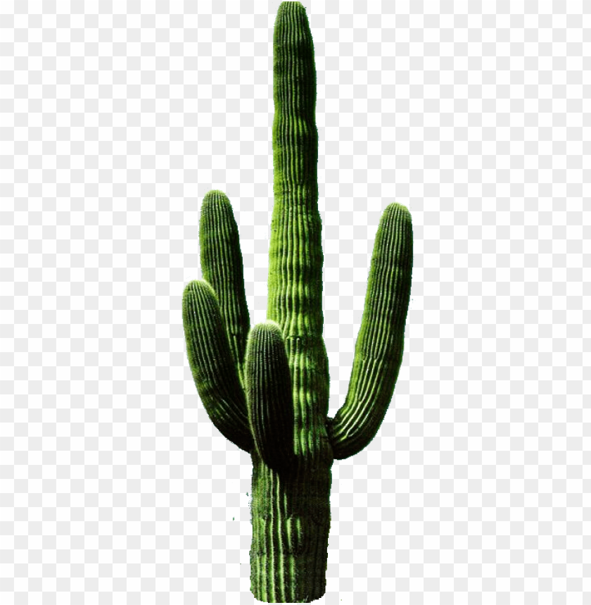 Download Cactus Png 11 Png Images Background Toppng