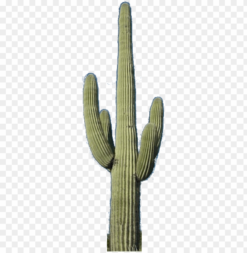 Cactus Png Saguaro Cactus No Background Png Image With Transparent Background Toppng