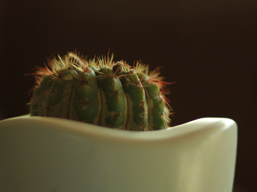 cactus, prickly, closeup, pot, bokeh