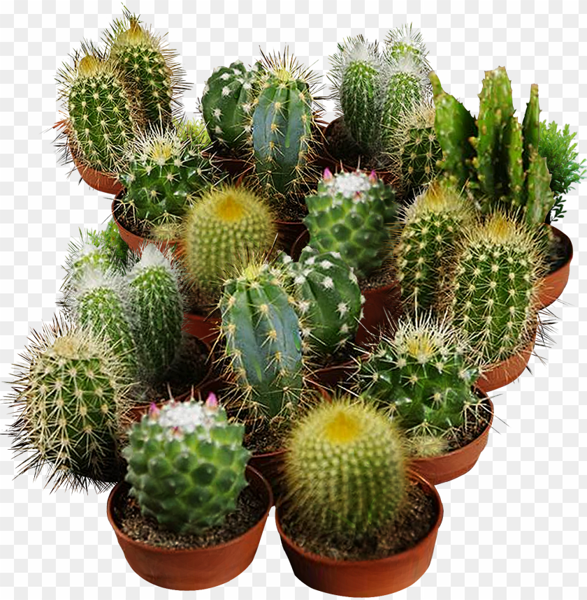 cactus seeds for planting san pedro cactus PNG transparent with Clear Background ID 235696