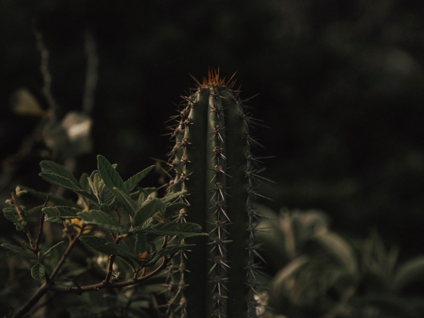 cactus, spines, grass, leaves