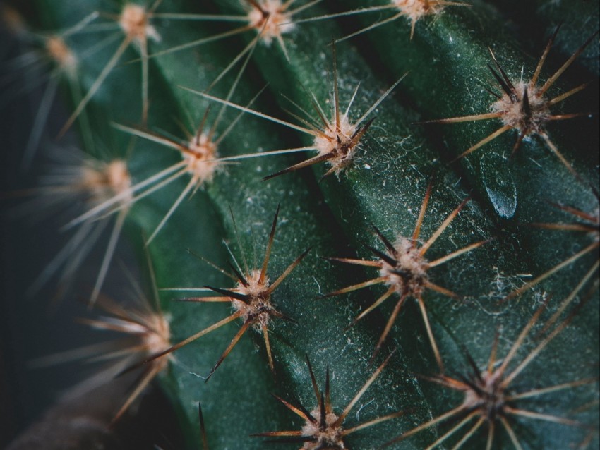 cactus, spines, needles, macro