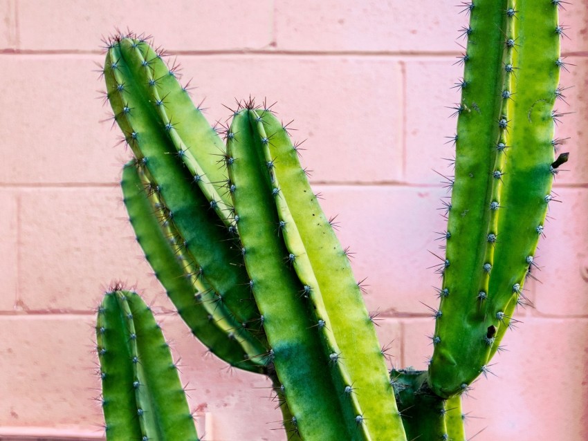 cactus, succulent, green, prickly, wall